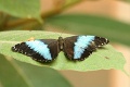 060916c178
