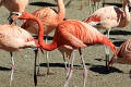 200507_7D2_0340